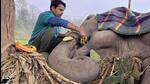 A team of 38 Indian army personnel and Wildlife SOS saved the ailing elephant. (HT photo) A team of 38 Indian army personnel and Wildlife SOS saved the ailing elephant. (HT photo)