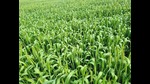Amid reports that rise in day temperature could impact the wheat output, the Indian Institute of Wheat and Barley Research (IIWBR), Karnal, has issued a few measures to lessen the impact of the rising mercury on the crop if the temperature reaches beyond certain limits. Farmers were also told to monitor wheat crop to check yellow rust disease. (HT Photo) Amid reports that rise in day temperature could impact the wheat output, the Indian Institute of Wheat and Barley Research (IIWBR), Karnal, has issued a few measures to lessen the impact of the rising mercury on the crop if the temperature reaches beyond certain limits. Farmers were also told to monitor wheat crop to check yellow rust disease. (HT Photo)