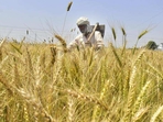 At a time when government food stocks are running low, wheat inflation is trending above 20% and rural demand is going to be a key pillar of support for the economy, a sub-par crop will hurt. Then there is the threat of the 2023 monsoon being weak because of El Nino conditions. (Sameer Sehgal/HT Photo) At a time when government food stocks are running low, wheat inflation is trending above 20% and rural demand is going to be a key pillar of support for the economy, a sub-par crop will hurt. Then there is the threat of the 2023 monsoon being weak because of El Nino conditions. (Sameer Sehgal/HT Photo)