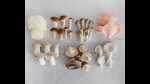 (Clockwise from left) Lion’s mane, pioppino, buna-shimeji, pink oyster, elm oyster, shiitake and king oyster grown at Green Apron. (Clockwise from left) Lion’s mane, pioppino, buna-shimeji, pink oyster, elm oyster, shiitake and king oyster grown at Green Apron.