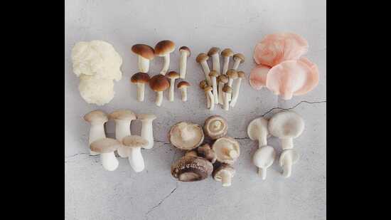 (Clockwise from left) Lion’s mane, pioppino, buna-shimeji, pink oyster, elm oyster, shiitake and king oyster grown at Green Apron. (Clockwise from left) Lion’s mane, pioppino, buna-shimeji, pink oyster, elm oyster, shiitake and king oyster grown at Green Apron.