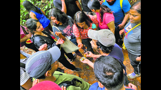 An urban foraging walk conducted by Nuvedo. An urban foraging walk conducted by Nuvedo.