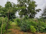 EcoSikh to plant 450 mini forests in Amritsar EcoSikh to plant 450 mini forests in Amritsar