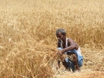 Indian agriculture and make agri supply chains more ‘efficient’, by integrating AI and data analytics. (HT Photo) Indian agriculture and make agri supply chains more ‘efficient’, by integrating AI and data analytics. (HT Photo)