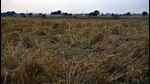 Wheat crop flattened in a field after rain lashed Ludhiana district on Friday. (Gurpreet Singh/HT) Wheat crop flattened in a field after rain lashed Ludhiana district on Friday. (Gurpreet Singh/HT)