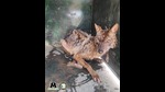Golden jackal rescued from a borewell in Agra. (Sourced) Golden jackal rescued from a borewell in Agra. (Sourced)