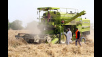 A farmer harvests wheat crop using a combine machine in Bahi Bakhtor village on Bathinda-Mansa road in Punjab,on Thursday. (Sanjeev Kumar/HT) A farmer harvests wheat crop using a combine machine in Bahi Bakhtor village on Bathinda-Mansa road in Punjab,on Thursday. (Sanjeev Kumar/HT)