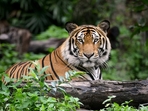 3167 tigers in India by 2022: PM Modi reveals the latest census of big cats 3167 tigers in India by 2022: PM Modi reveals the latest census of big cats