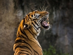 The tiger is a territorial animal and fearlessly defends its territory, as its size decides the availability of food, water and cover The tiger is a territorial animal and fearlessly defends its territory, as its size decides the availability of food, water and cover