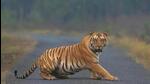 The overlap between wildlife and humans because of developmental activities has led to a fall in the tiger population in the areas under the World Heritage Western Ghats landscape. (Representative Image) The overlap between wildlife and humans because of developmental activities has led to a fall in the tiger population in the areas under the World Heritage Western Ghats landscape. (Representative Image)