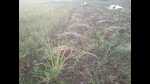 Unseasonal rains over the last three days have damaged crops in several districts of Maharashtra (HT PHOTO) Unseasonal rains over the last three days have damaged crops in several districts of Maharashtra (HT PHOTO)
