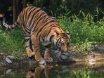 The area has greatly increased, but where are the tigers outside the 50+ tiger reserves and national parks and sanctuaries? Practically nowhere. (Shutterstock) The area has greatly increased, but where are the tigers outside the 50+ tiger reserves and national parks and sanctuaries? Practically nowhere. (Shutterstock)