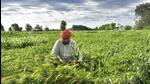 The PMFBY is a subsidized crop insurance scheme, where farmers pay between 1.5% and 2% of the premiums depending on crop cycles. (HT) The PMFBY is a subsidized crop insurance scheme, where farmers pay between 1.5% and 2% of the premiums depending on crop cycles. (HT)