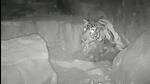 Tigress T-117 was spotted with three cubs in a camera trap (HT Photo/Sourced) Tigress T-117 was spotted with three cubs in a camera trap (HT Photo/Sourced)