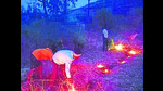 Villagers draw fire lines as a precaution to avert forest fire at Sakhargaon village in Velhe tehsil in Pune. (HT PHOTO) Villagers draw fire lines as a precaution to avert forest fire at Sakhargaon village in Velhe tehsil in Pune. (HT PHOTO)