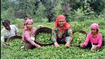 G20 delegates will be given a tour of various tourist attractions in and around Dharamshala covering the sprawling tea gardens. (HT File) G20 delegates will be given a tour of various tourist attractions in and around Dharamshala covering the sprawling tea gardens. (HT File)