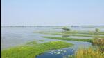 Haiderpur Wetland attracts tens of thousands of birds, including many migratory species, which arrive and stay here between October and February . (Representative photo) Haiderpur Wetland attracts tens of thousands of birds, including many migratory species, which arrive and stay here between October and February . (Representative photo)