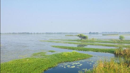 Haiderpur Wetland attracts tens of thousands of birds, including many migratory species, which arrive and stay here between October and February . (Representative photo) Haiderpur Wetland attracts tens of thousands of birds, including many migratory species, which arrive and stay here between October and February . (Representative photo)