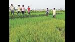 development of this sub-surface hard pan because of continuous puddling may take a toll on the upcoming yield of the wheat crop. (HT File Photo) development of this sub-surface hard pan because of continuous puddling may take a toll on the upcoming yield of the wheat crop. (HT File Photo)