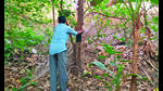 ‘MMRCL’s tally of additional 177 trees in Aarey Colony an undercount’ ‘MMRCL’s tally of additional 177 trees in Aarey Colony an undercount’