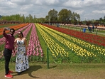 The world-famous and Asia's largest tulip garden was visited by three lakh eighty thousand visitors, indicating a good tourist season for Kashmir this year.(Waseem Andrabi/HT) The world-famous and Asia's largest tulip garden was visited by three lakh eighty thousand visitors, indicating a good tourist season for Kashmir this year.(Waseem Andrabi/HT)