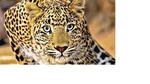 Since the leopard has not been declared a man eater, it cannot be hunted, and the teams have the only option either to tranquilize it or push it towards the cages. (Pic for representation) Since the leopard has not been declared a man eater, it cannot be hunted, and the teams have the only option either to tranquilize it or push it towards the cages. (Pic for representation)