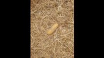 The packet was discovered during reaping of straw after wheat harvesting. (HT Photo) The packet was discovered during reaping of straw after wheat harvesting. (HT Photo)