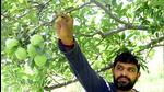 A notification to ban on import of cheap apples was issued to the director general of foreign trade on Monday. (HT File) A notification to ban on import of cheap apples was issued to the director general of foreign trade on Monday. (HT File)