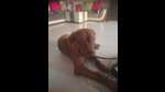 The owners of the pet do not have a licence for the French Mastiff . (HT Photo) The owners of the pet do not have a licence for the French Mastiff . (HT Photo)