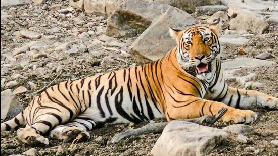 The tiger was recently declared a man-eater (HT Photo) The tiger was recently declared a man-eater (HT Photo)