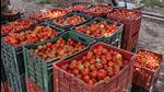 Growers said with traders not showing interest in buying tomatoes, they were being forced to sell the produce to Delhi, Dehradun, Saharanpur, Chandigarh, Haridwar and other cities of nearby states at their own cost. Growers said with traders not showing interest in buying tomatoes, they were being forced to sell the produce to Delhi, Dehradun, Saharanpur, Chandigarh, Haridwar and other cities of nearby states at their own cost.