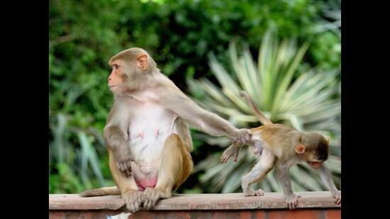 Keeping the kid out of any monkey business. (Prerna Jain) Keeping the kid out of any monkey business. (Prerna Jain)