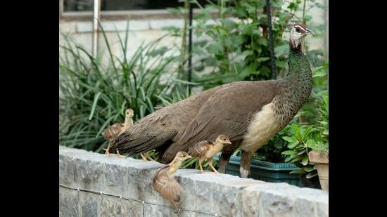 A peahen and her chicks (Prerna Jain) A peahen and her chicks (Prerna Jain)