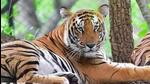 The translocation process was adopted to increase the population of tigers in RTR. (Representative file image) The translocation process was adopted to increase the population of tigers in RTR. (Representative file image)