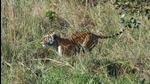 The tigress was translocated from the core zone of Corbett Tiger Reserve to Rajaji on May 16 (HT Photo) The tigress was translocated from the core zone of Corbett Tiger Reserve to Rajaji on May 16 (HT Photo)