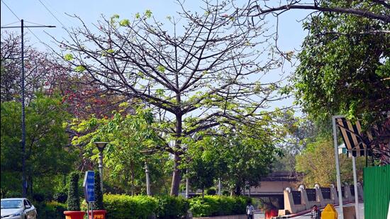 The court stayed clause 5 of the pruning guidelines, which says that no permission from the tree office was required for regular pruning/general tending of branches up to girth size of 15.7cm, and that the work could be done by civic agencies at regular intervals. (HT Photo) The court stayed clause 5 of the pruning guidelines, which says that no permission from the tree office was required for regular pruning/general tending of branches up to girth size of 15.7cm, and that the work could be done by civic agencies at regular intervals. (HT Photo)