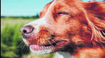 A pawsome guide for jet-setting with your furry sidekicks A pawsome guide for jet-setting with your furry sidekicks