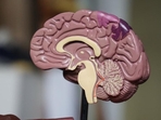 How the wrinkles of the brain impact its function: Study(Unsplash) How the wrinkles of the brain impact its function: Study(Unsplash)