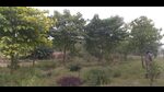 Present-day micro-forest (HT Photo) Present-day micro-forest (HT Photo)