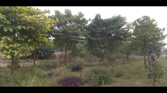 Present-day micro-forest (HT Photo) Present-day micro-forest (HT Photo)