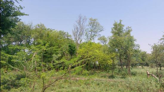 Over 7 acres adjoining the Longowal police station has been home to peafowls for the past several decades. (HT Photo) Over 7 acres adjoining the Longowal police station has been home to peafowls for the past several decades. (HT Photo)