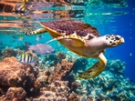 World Oceans Day 2023: Date, history, significance and all you want to know(Shutterstock) World Oceans Day 2023: Date, history, significance and all you want to know(Shutterstock)