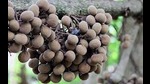Tree turmeric (For representation only) Tree turmeric (For representation only)