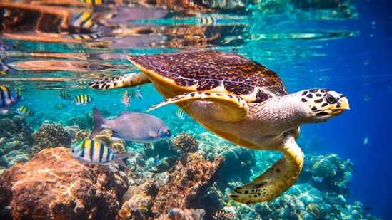 World Oceans Day 2023: Date, history, significance and all you want to know(Shutterstock) World Oceans Day 2023: Date, history, significance and all you want to know(Shutterstock)