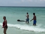 A young bear swimming in Destin's beach(twitter ) A young bear swimming in Destin's beach(twitter )
