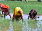 Women farmers busy sowing paddy. (HT file) Women farmers busy sowing paddy. (HT file)