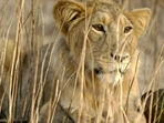 58 control rooms were set up to receive emergency SOS messages for wild animals. (File) 58 control rooms were set up to receive emergency SOS messages for wild animals. (File)