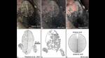 Officials said that the fossil also had traces of honey and wax. (HT) Officials said that the fossil also had traces of honey and wax. (HT)