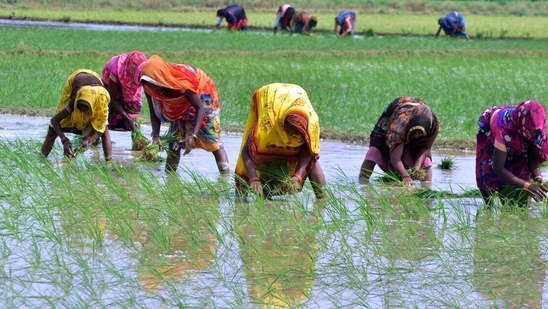 Women farmers busy sowing paddy. (HT file) Women farmers busy sowing paddy. (HT file)