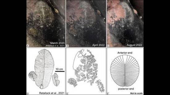 Officials said that the fossil also had traces of honey and wax. (HT) Officials said that the fossil also had traces of honey and wax. (HT)